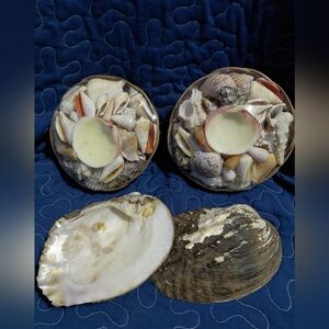 Assorted Mixed Seashells - Crafting Or Decor